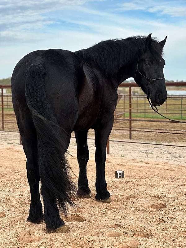 all-around-percheron-horse