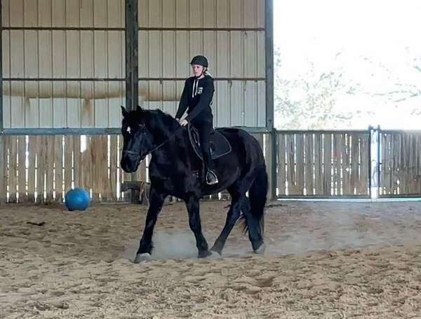 athletic-percheron-horse