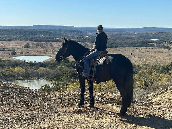 beginner-percheron-horse