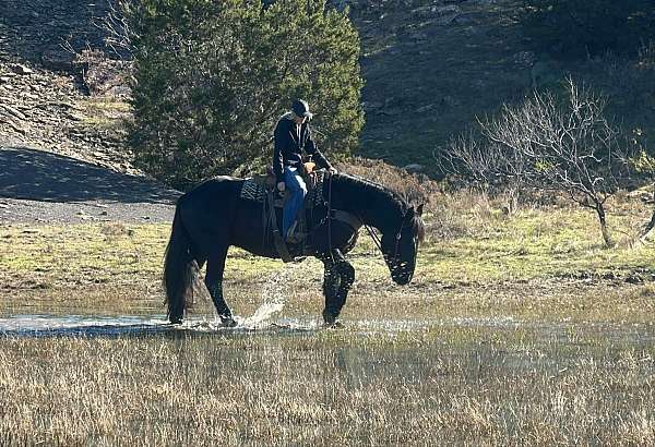 experienced-percheron-horse