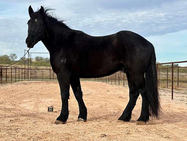 husband-safe-percheron-horse