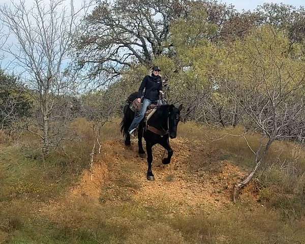 percheron-horse