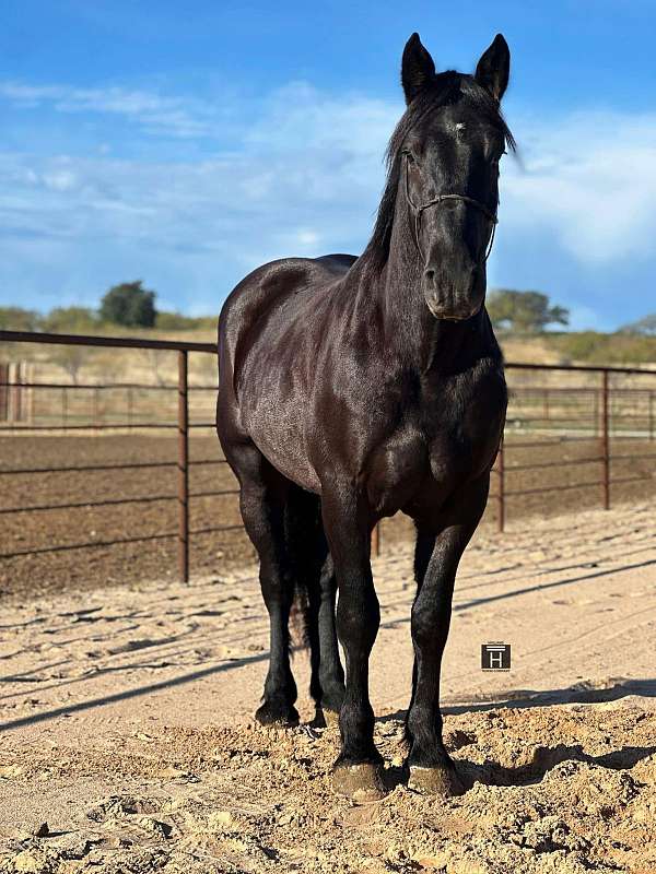 beginner-safe-percheron-horse