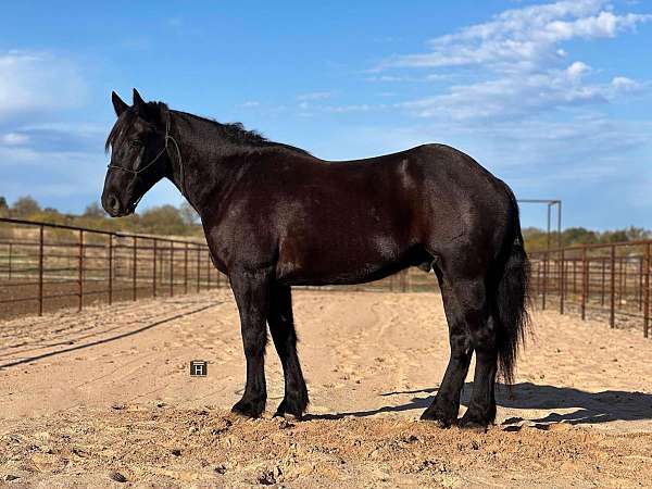 draft-ranch-work-percheron-horse