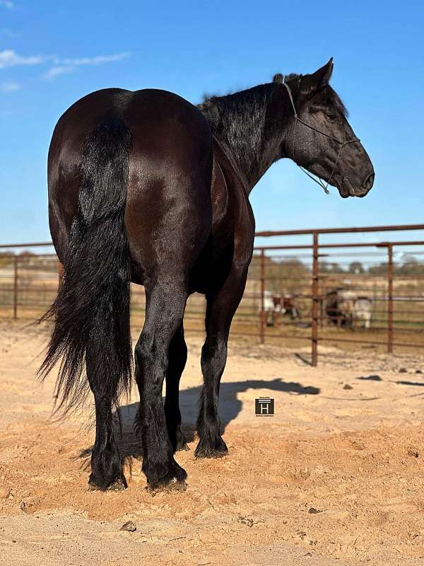 family-horse-percheron