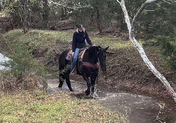 beginner-percheron-horse