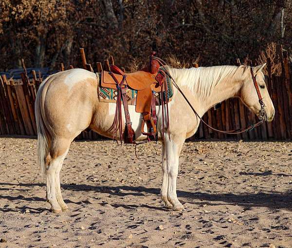 palomino-tobiano-4-stockings-horse