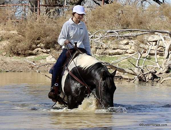 all-around-paint-horse