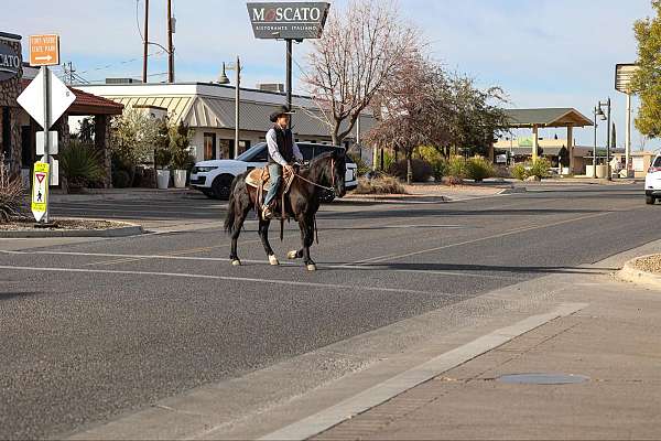 ranch-work-quarter-horse