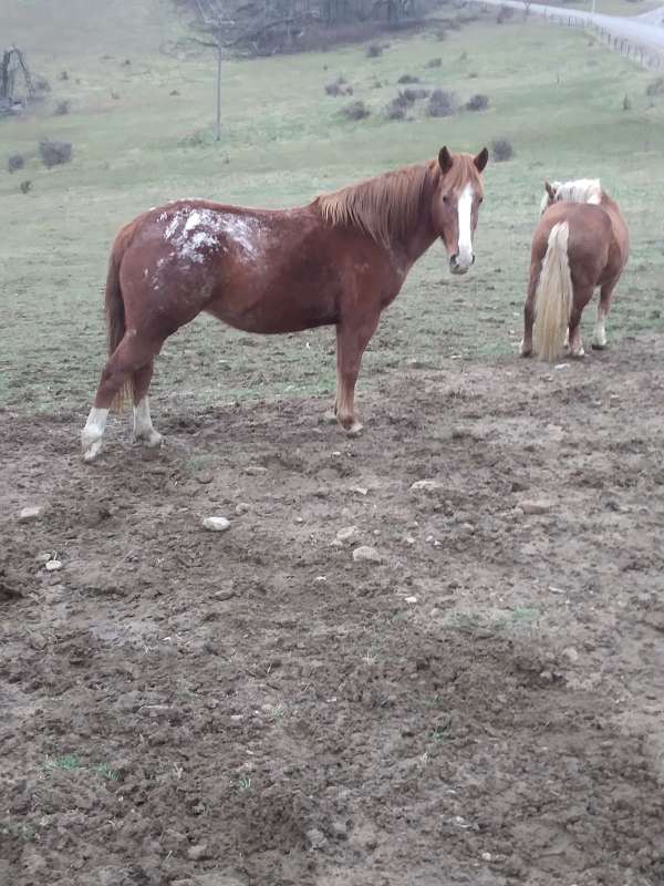 do-anything-appaloosa-horse