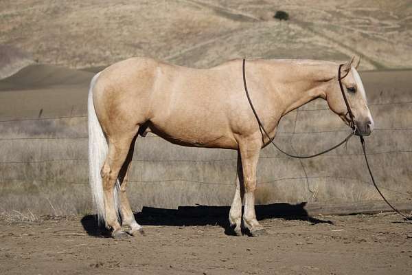 palomino-blaze-horse