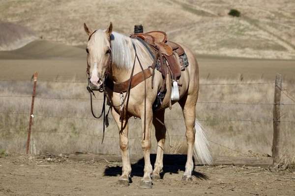 all-around-quarter-horse