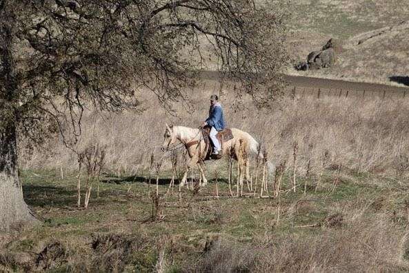 beginner-quarter-horse