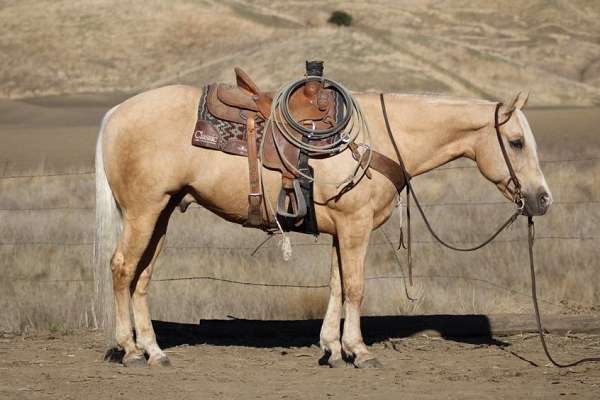 beginner-safe-quarter-horse