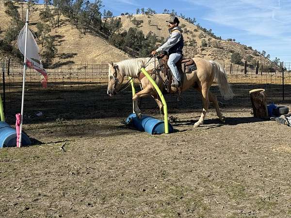 family-horse-quarter