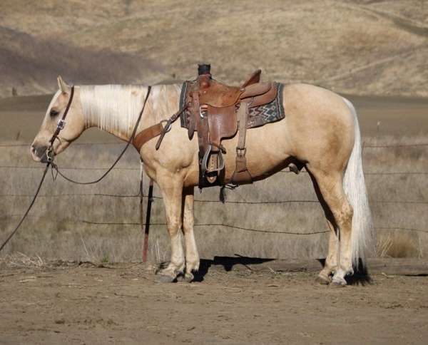 ranch-work-quarter-horse