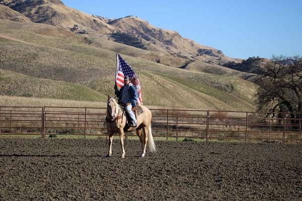 flashy-quarter-horse