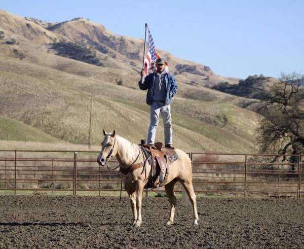 husband-safe-quarter-horse