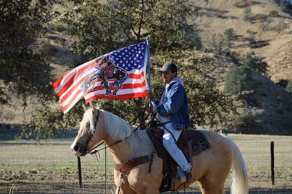 kid-safe-quarter-horse