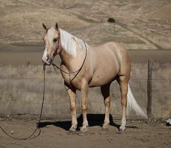 ranch-quarter-horse