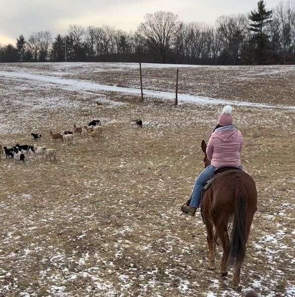 ranch-work-quarter-horse