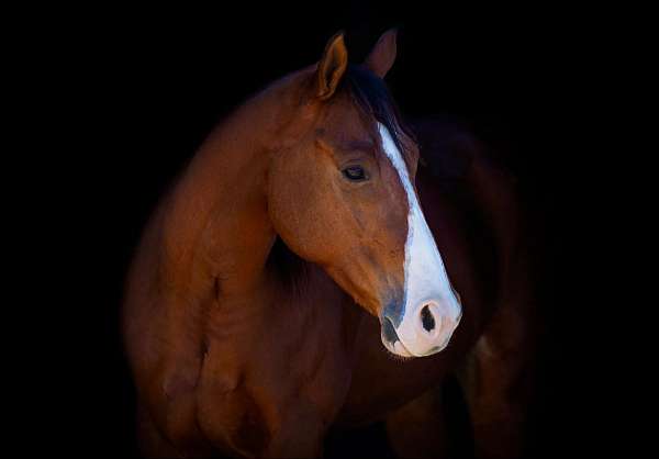 family-pony-quarter