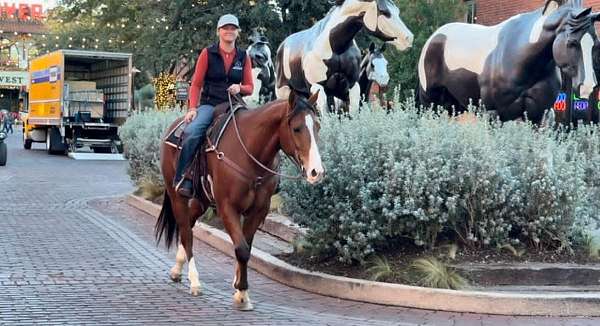 ranch-work-quarter-pony