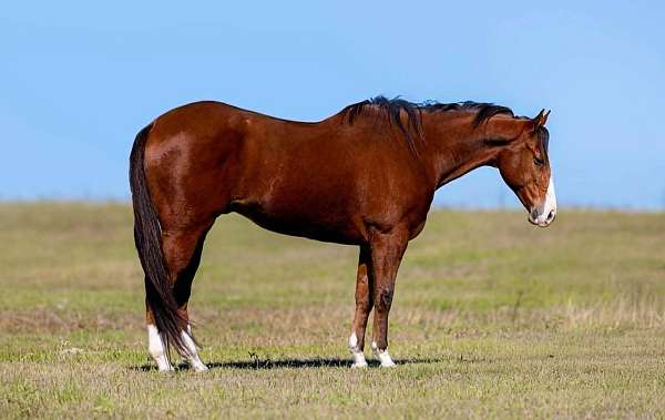 trail-quarter-pony