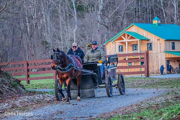 all-around-quarter-horse