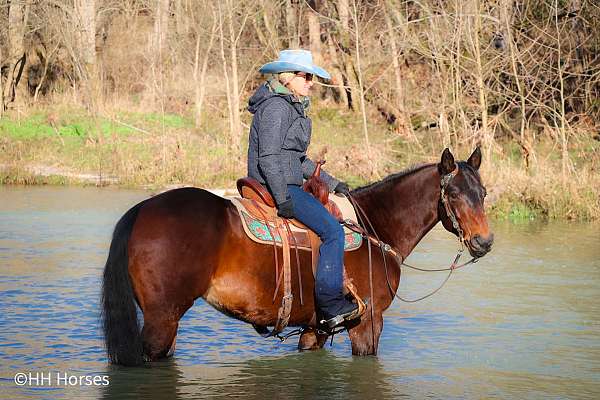 athletic-quarter-horse