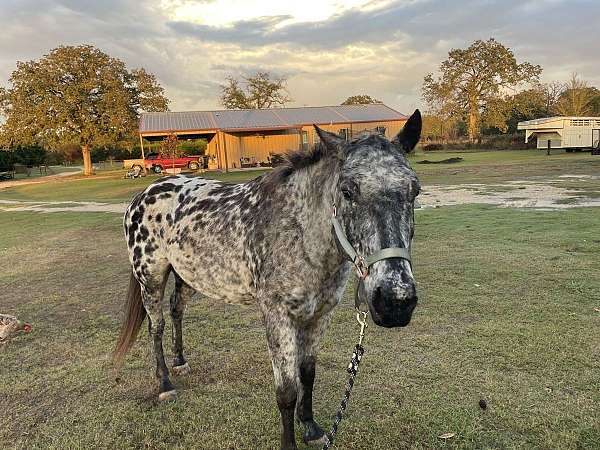 appaloosa-gelding