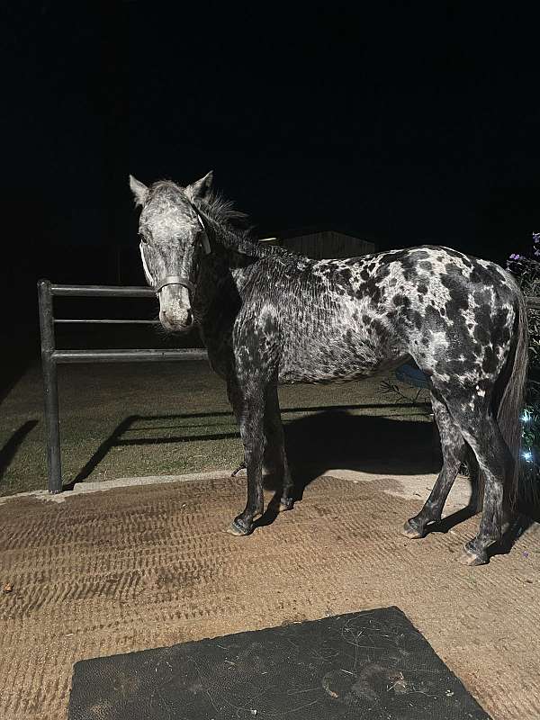 appaloosa-horse-for-sale