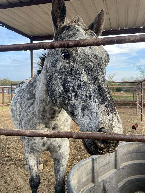 appaloosa-horse