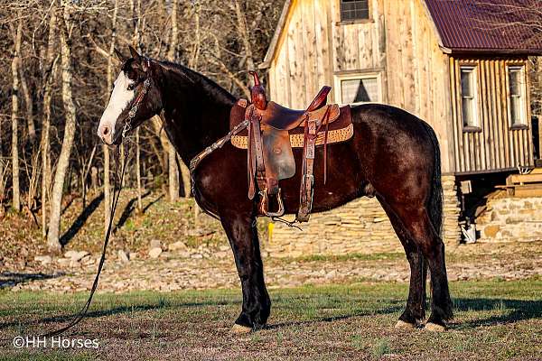 western-dress-morgan-horse