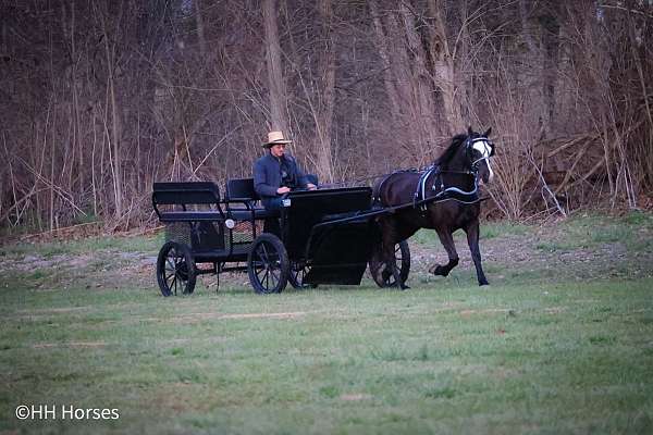 all-around-morgan-horse