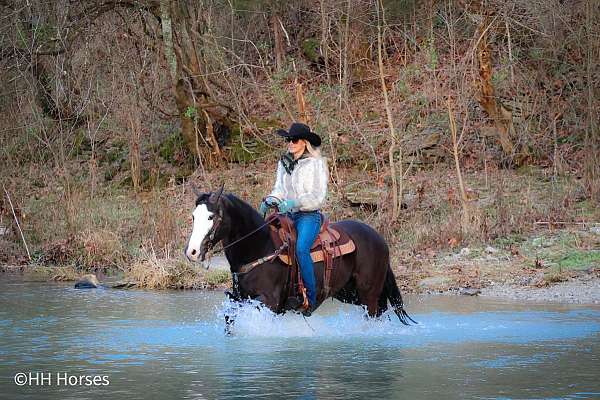 athletic-morgan-horse