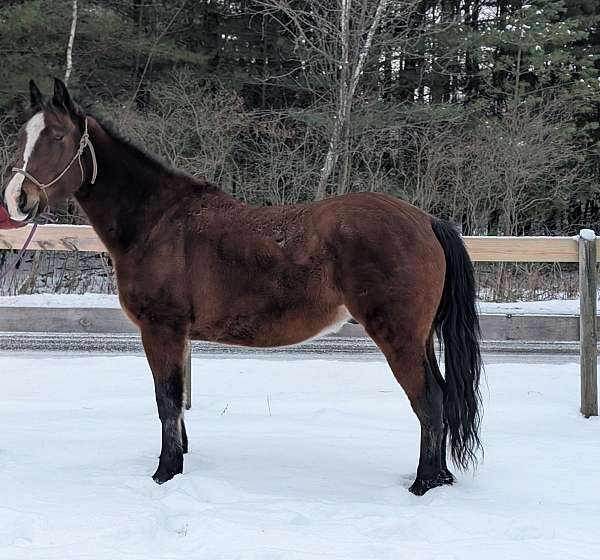 bay-dun-project-started-under-saddle-horse