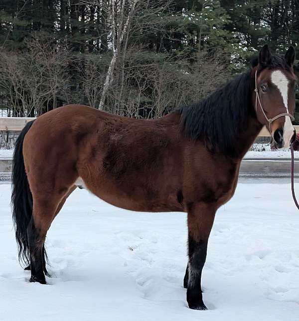 bay-dun-gelding-for-sale