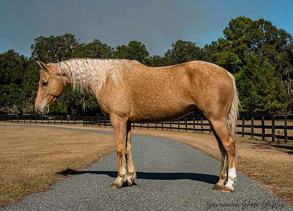 flashy-quarter-horse