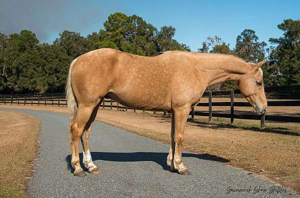 husband-safe-quarter-horse