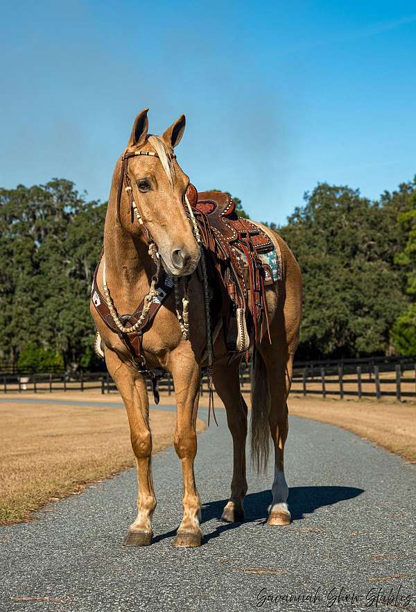 performance-quarter-horse