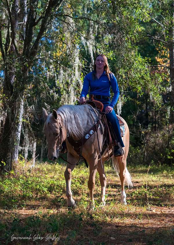 ridden-english-quarter-horse