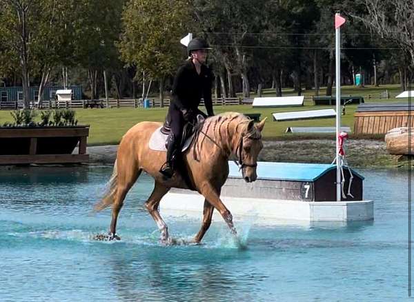 palomino-quarter-horse-gelding