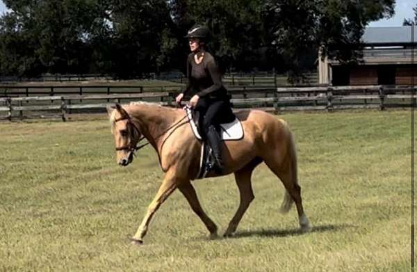 trail-riding-quarter-horse