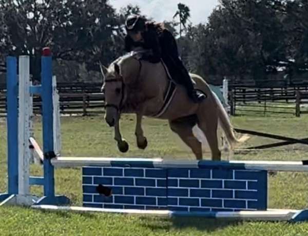 palomino-all-around-horse