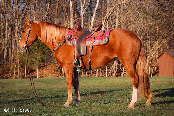 all-around-haflinger-horse