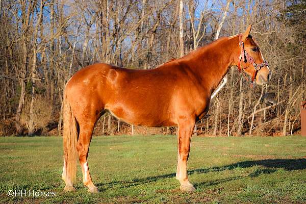 athletic-haflinger-horse