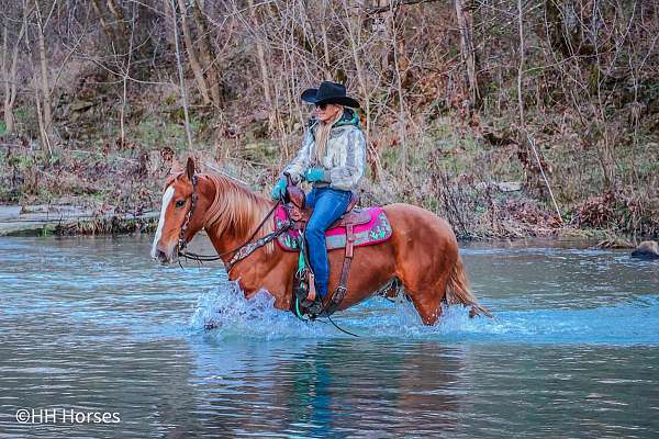 drill-team-haflinger-horse