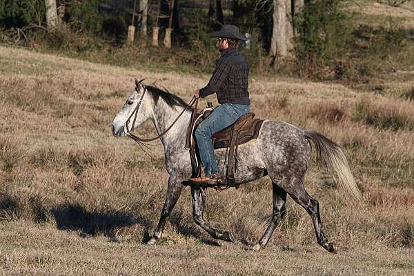 flashy-quarter-horse