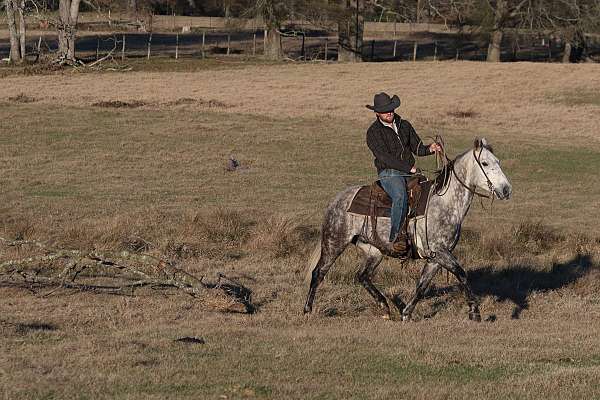 husband-safe-quarter-horse